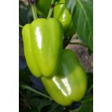 PLODOVKE PAPRIKA RUMENA L10 CM