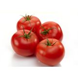 PLODOVKE PARADIŽNIK ZGODNJI L10 CM