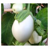 PLODOVKE SADIKE JAJČEVEC P10