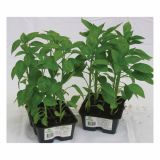 PLODOVKE SADIKE PAPRIKE 4 KOS