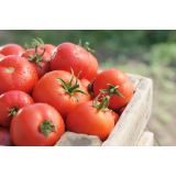 PLODOVKE SADIKE PARADIŽNIK 4 KOS