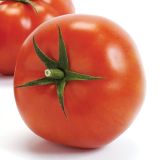 PLODOVKE VOLMARY CEPLJEN PARADIŽNIK L12 IMAGINE MAXI RED