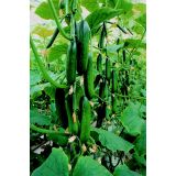 PLODOVKE VOLMARY CEPLJENA KUMARA L12 MELVA MIDIOS F1