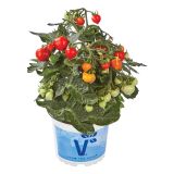 PLODOVKE VOLMARY MINI PARADIŽNIK L12 ROMANTIKO