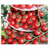 PLODOVKE VOLMARY PARADIŽNIK 10.5 CM PHILOVITA F1