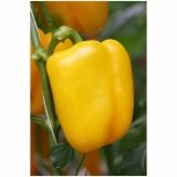 PLODOVKE VOLMARY RUMENA BLOK PAPRIKA BELUGA YELLOW