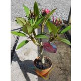 MEDITERANSKE RASTLINE PLUMERIJA MIX L19