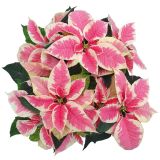 BOŽIČNA ZVEZDA POINSETTIA KENIA L13 MIX