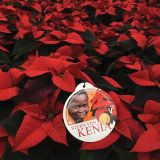 BOŽIČNA ZVEZDA POINSETTIA KENIA L13 MIX