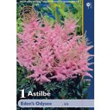POLETI CVETOČA ČEBULICA HOLLAND BULB MARKET ASTILBE EDEN'S ODYSEE