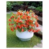 BEGONIJA HOLLAND BULB MARKET VISEČA BERTINI