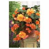 BEGONIJA HOLLAND BULB MARKET VISEČA SUNRAY