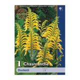 POLETI CVETOČA ČEBULICA HOLLAND BULB MARKET CHASMANTHE DUCKETII