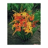 POLETI CVETOČA ČEBULICA HOLLAND BULB MARKET CROCOSMIA MIXED