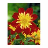 DALIJA HOLLAND BULB MARKET ANEMONA LA GIOCONDA