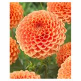 DALIJA HOLLAND BULB MARKET BALL JOWEY NICKY