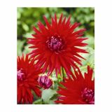 DALIJA HOLLAND BULB MARKET CACTUS RED MARJORETTE