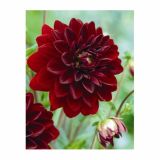 POLETI CVETOČA ČEBULICA HOLLAND BULB MARKET DALIJA DEKORATIVNA ARABIAN NIGHT