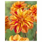 DALIJA HOLLAND BULB MARKET DEKORATIVNA PASOLINI