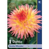 DALIJA HOLLAND BULB MARKET KAKTUS SNOHO WONDER