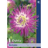 POLETI CVETOČA ČEBULICA HOLLAND BULB MARKET DALIJA KAKTUS VERITABLE