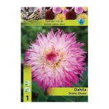 DALIJA HOLLAND BULB MARKET NAZOBČANA SNOHO DIANE