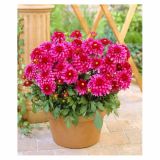 DALIJA HOLLAND BULB MARKET POT CHEEKY GLOW