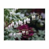 POLETI CVETOČA ČEBULICA HOLLAND BULB MARKET DICENTRA SPECTABILIS ALBA