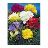 POLETI CVETOČA ČEBULICA HOLLAND BULB MARKET FREESIA DOUBLE MIXED