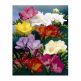 POLETI CVETOČA ČEBULICA HOLLAND BULB MARKET FREESIA SINGLE MIXED