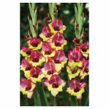 GLADIOLA HOLLAND BULB MARKET GLADIOLA BAMBINO VASTO
