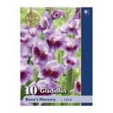 POLETI CVETOČA ČEBULICA HOLLAND BULB MARKET GLADIOLA BONO'S MEMORY