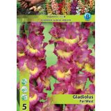 GLADIOLA HOLLAND BULB MARKET FAR WEST