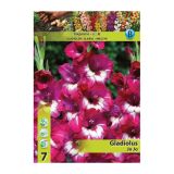 GLADIOLA HOLLAND BULB MARKET JO JO