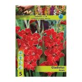 GLADIOLA HOLLAND BULB MARKET MINI ATOM