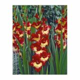 GLADIOLA HOLLAND BULB MARKET STEREO