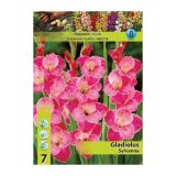 GLADIOLA HOLLAND BULB MARKET SYLVANA