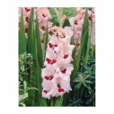 GLADIOLA HOLLAND BULB MARKET GLADIOLA WINE AND ROSES