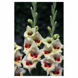 GLADIOLA HOLLAND BULB MARKET BAMBINO MESSINA