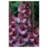 GLADIOLA HOLLAND BULB MARKET BAMBINO TORINO