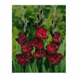 GLADIOLA HOLLAND BULB MARKET BLACK JACK
