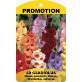 GLADIOLA HOLLAND BULB MARKET MIX 10/12 40 KOS