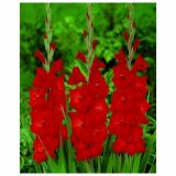 GLADIOLA HOLLAND BULB MARKET RED BEAUTY