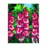 GLADIOLA HOLLAND BULB MARKET SPARKLER