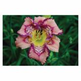 POLETI CVETOČA ČEBULICA HOLLAND BULB MARKET HEMEROCALLIS GET JIGGY