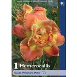 POLETI CVETOČA ČEBULICA HOLLAND BULB MARKET HEMEROCALLIS SUSAN PRITCHARD PETIT