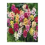 POLETI CVETOČA ČEBULICA HOLLAND BULB MARKET IXIA MIXED