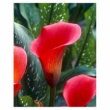 POLETI CVETOČA ČEBULICA HOLLAND BULB MARKET KALA RED ALERT