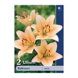 LILIJA HOLLAND BULB MARKET AZIJSKA BALLROOM