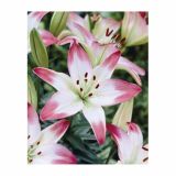 POLETI CVETOČA ČEBULICA HOLLAND BULB MARKET LILIJA AZIJSKA LOLLY POP